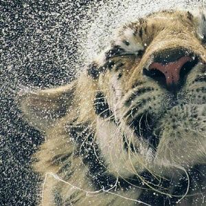 Meet your Posher, Bailey